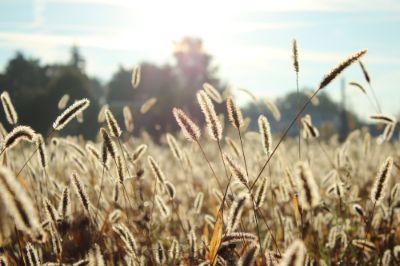 territorio spighe nel campo