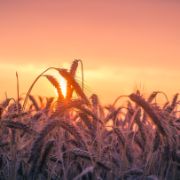 Campo-di-grano.jpg