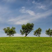 alberi nel prato