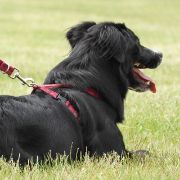 cane guida non vedenti