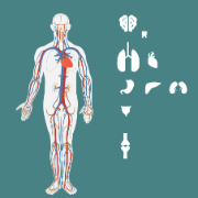 medico lavagna stilizzata corpo umano