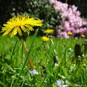 parco, dettaglio fiore di giardino