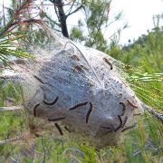 processionaria su pino