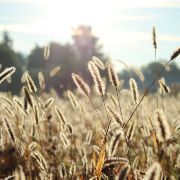 territorio spighe nel campo