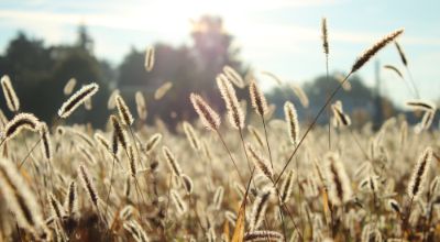 territorio spighe nel campo